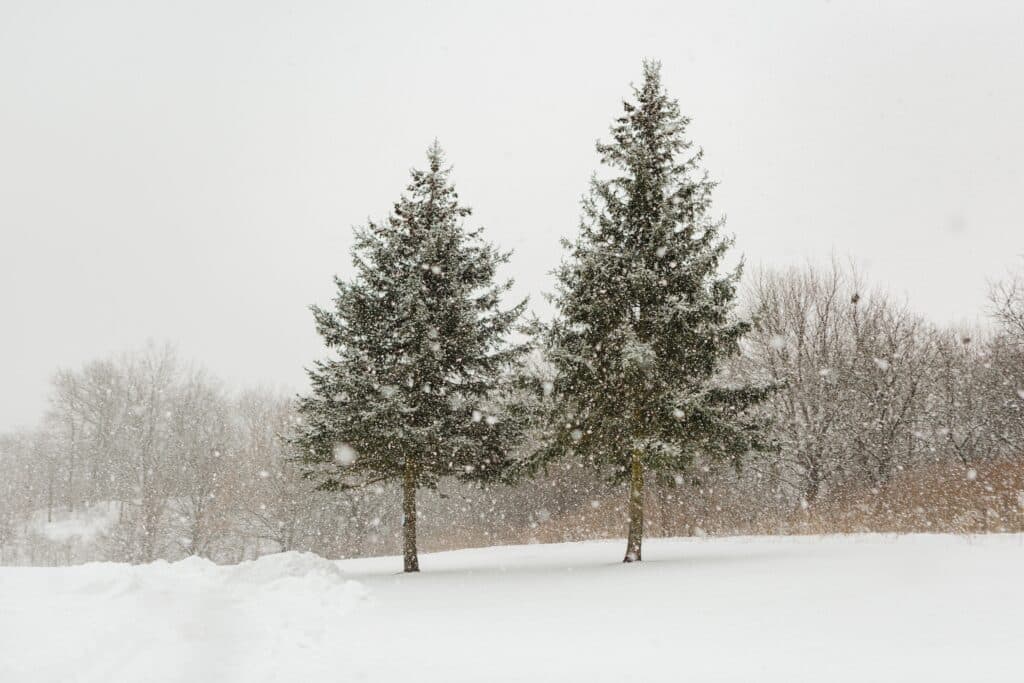 beautiful-evergreen-trees-in-the-winter-amidst-fal-2022-11-10-18-24-19-utc
