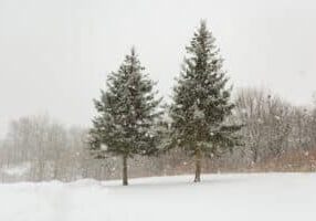 beautiful-evergreen-trees-in-the-winter-amidst-fal-2022-11-10-18-24-19-utc